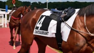 woodbine-entertainment image