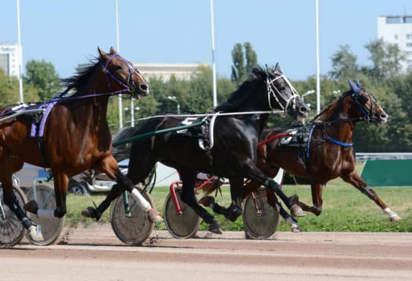 Saratoga open trot image