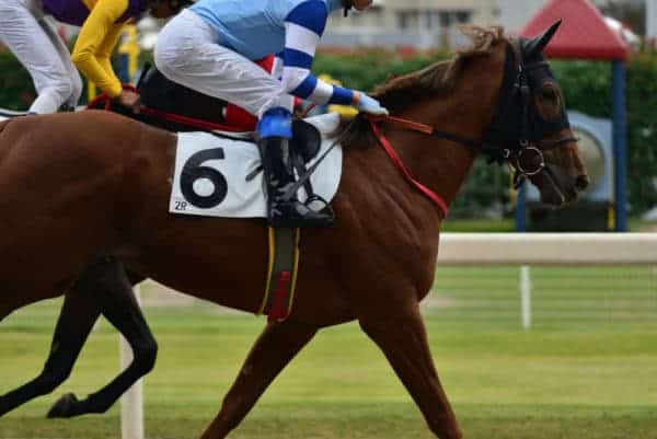 Breeder's Stakes image