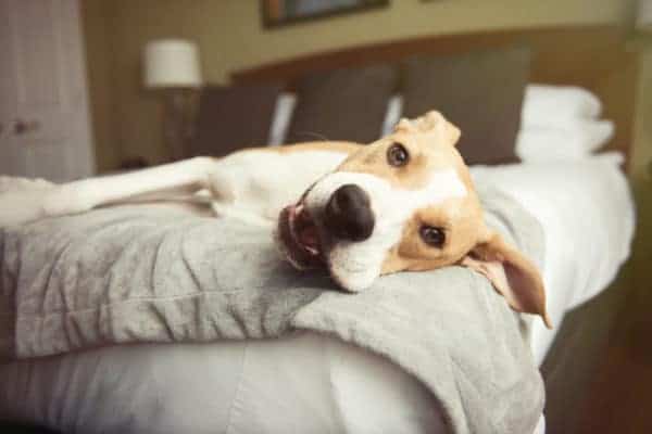Dog lying on a bed at one of the best pet-friendly hotels in US
