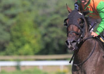 Woodbine_Entertainment_Thoroughbred image