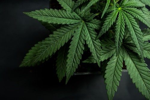 Las_Vegas_marijuana image