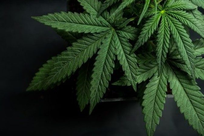 Las_Vegas_marijuana image
